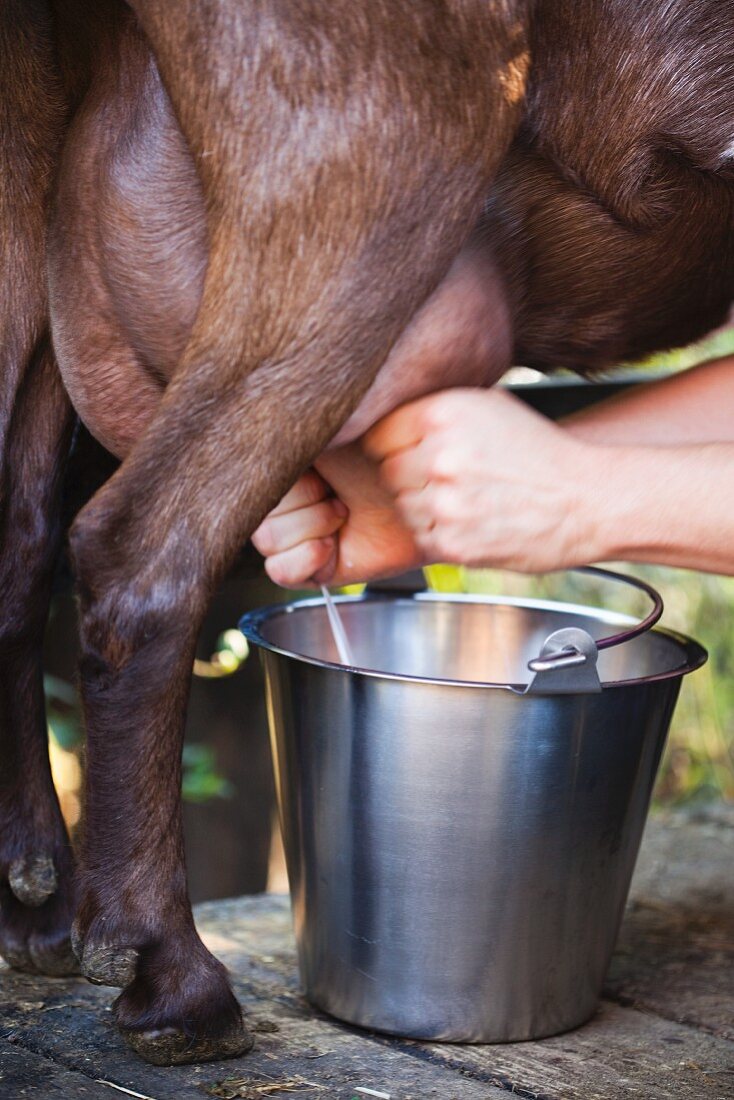 A Goat Being Milked