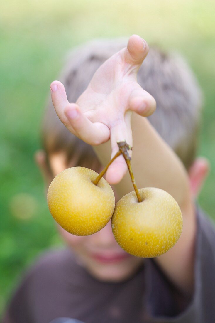 A Boy Holding Asian Pears
