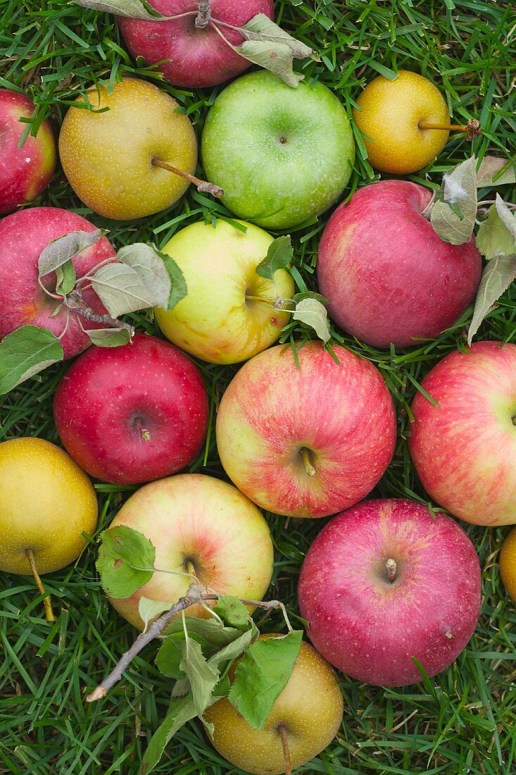 A Variety of Apples in Grass