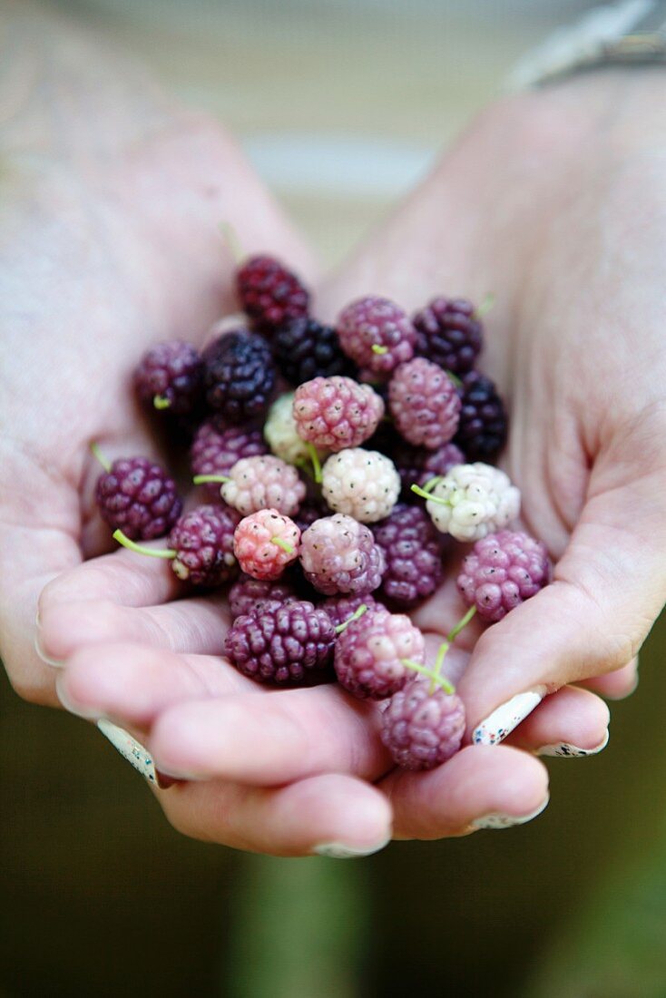Hands holding mulberries