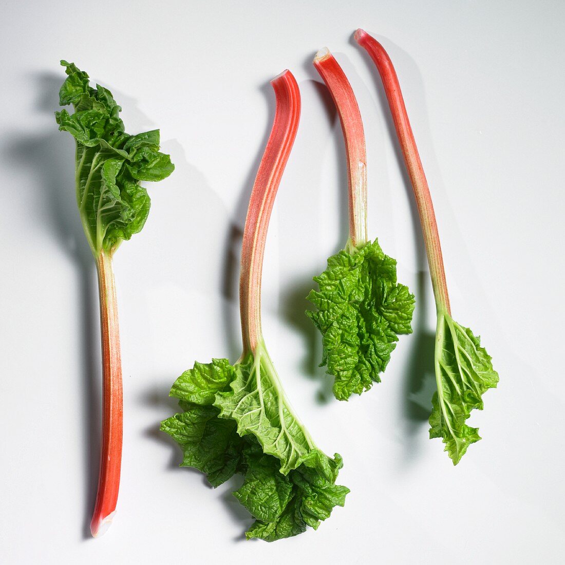 Four stalks of rhubarb with leaves
