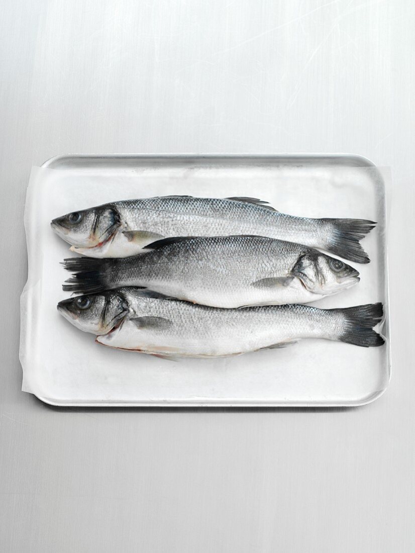Three fresh sea bass on a tray