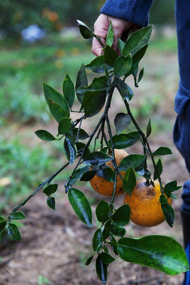 A hand holding a branch with oranges