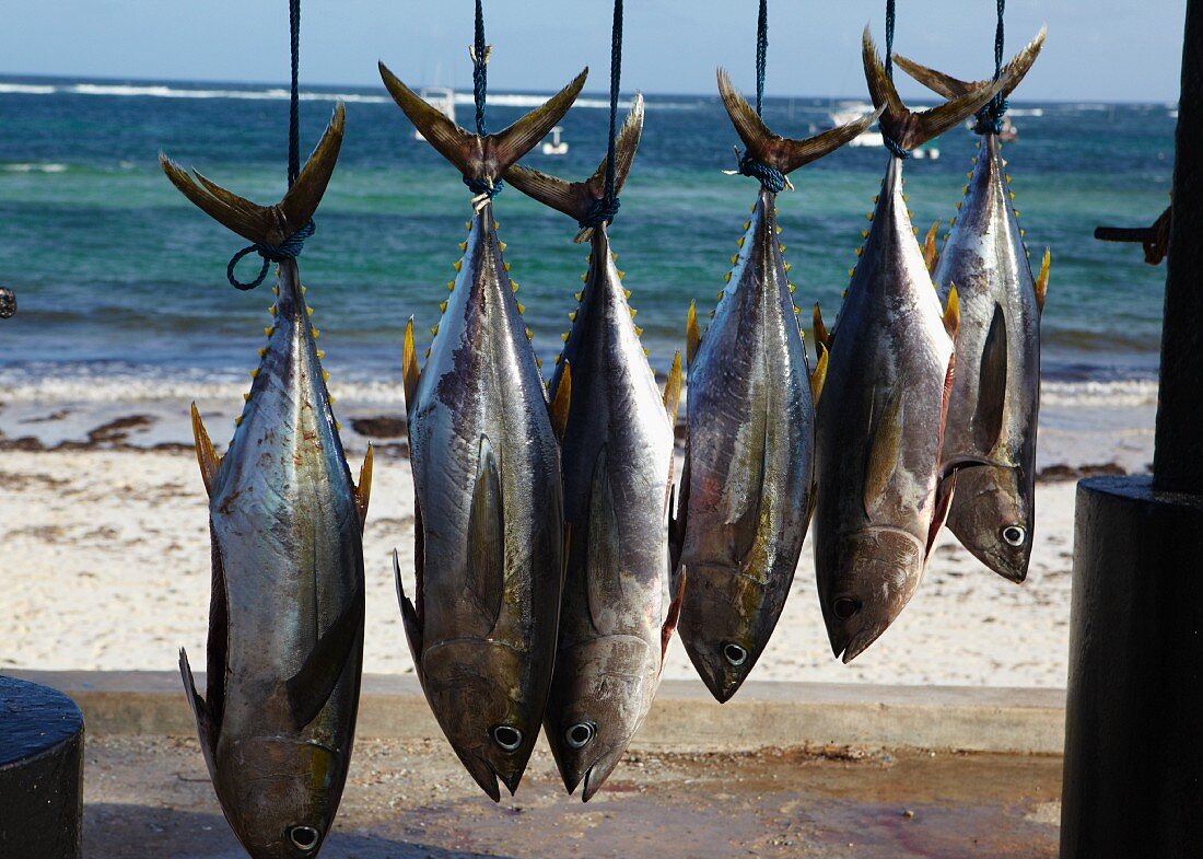 Frisch gefangene aufgehängte Ahi-Thunfische am Strand