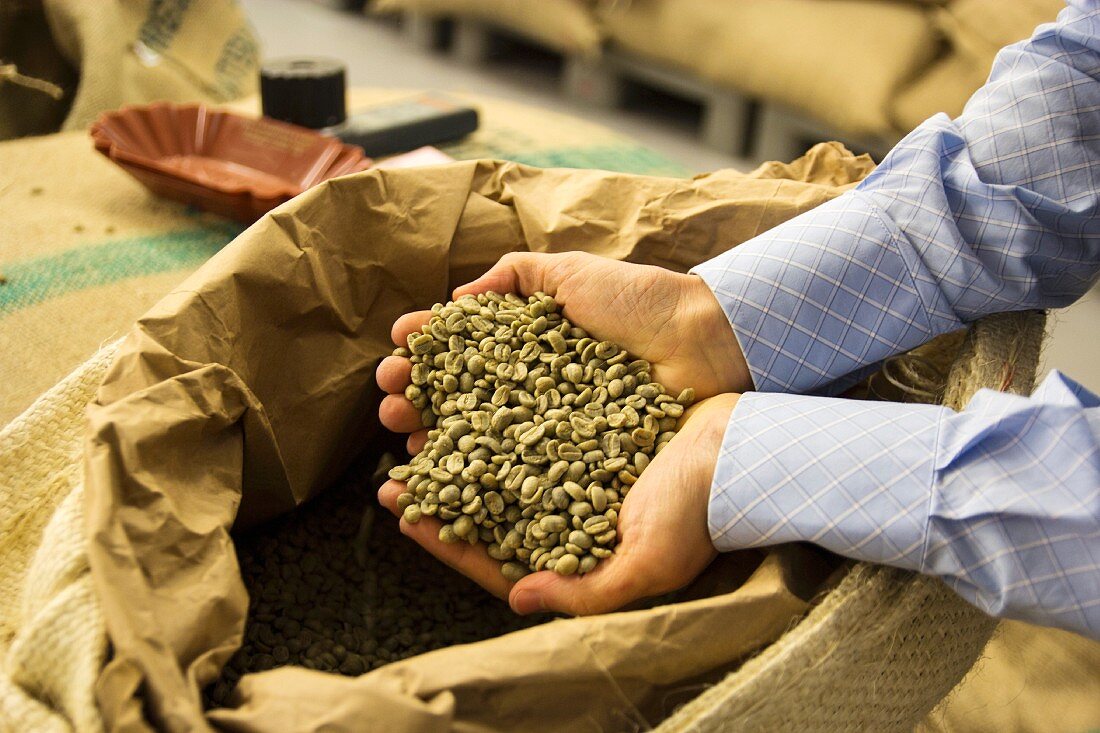 A man's hands lifting green, unroasted coffee beans out of a sack of coffee