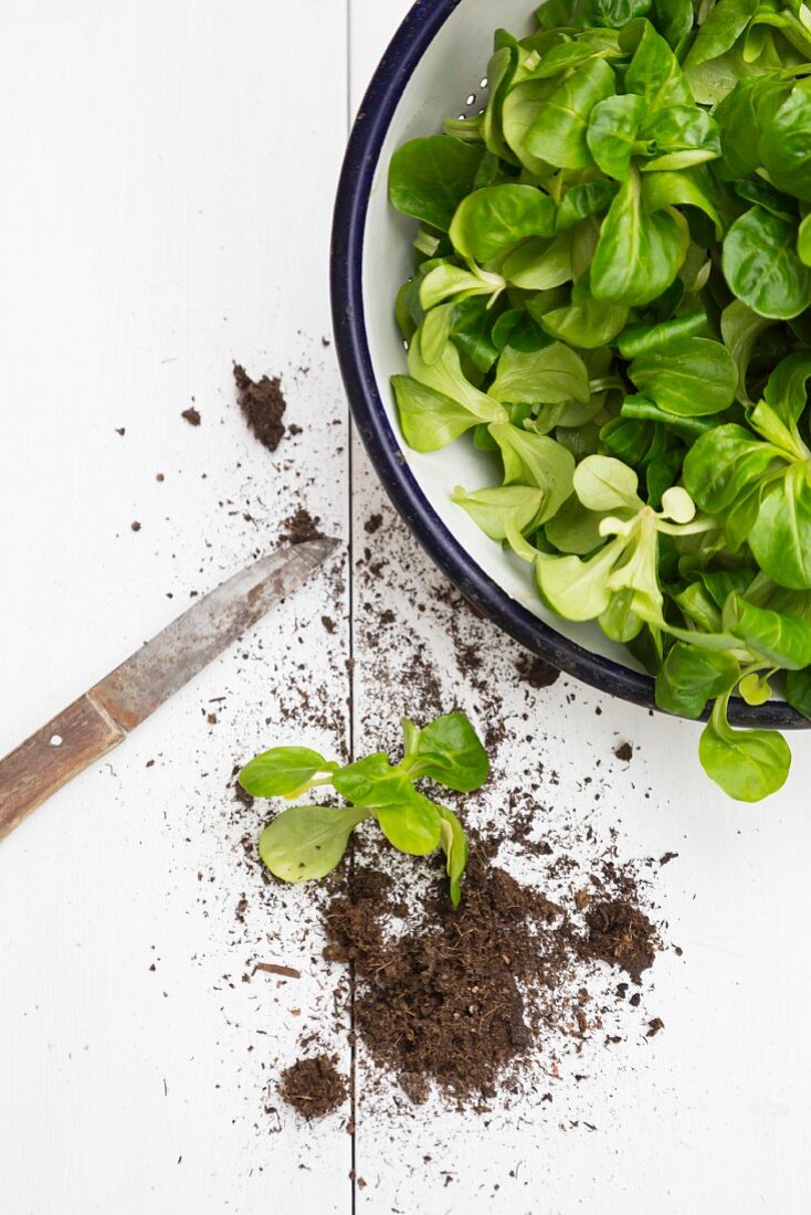 Feldsalat in Schüssel, daneben Erde und Messer