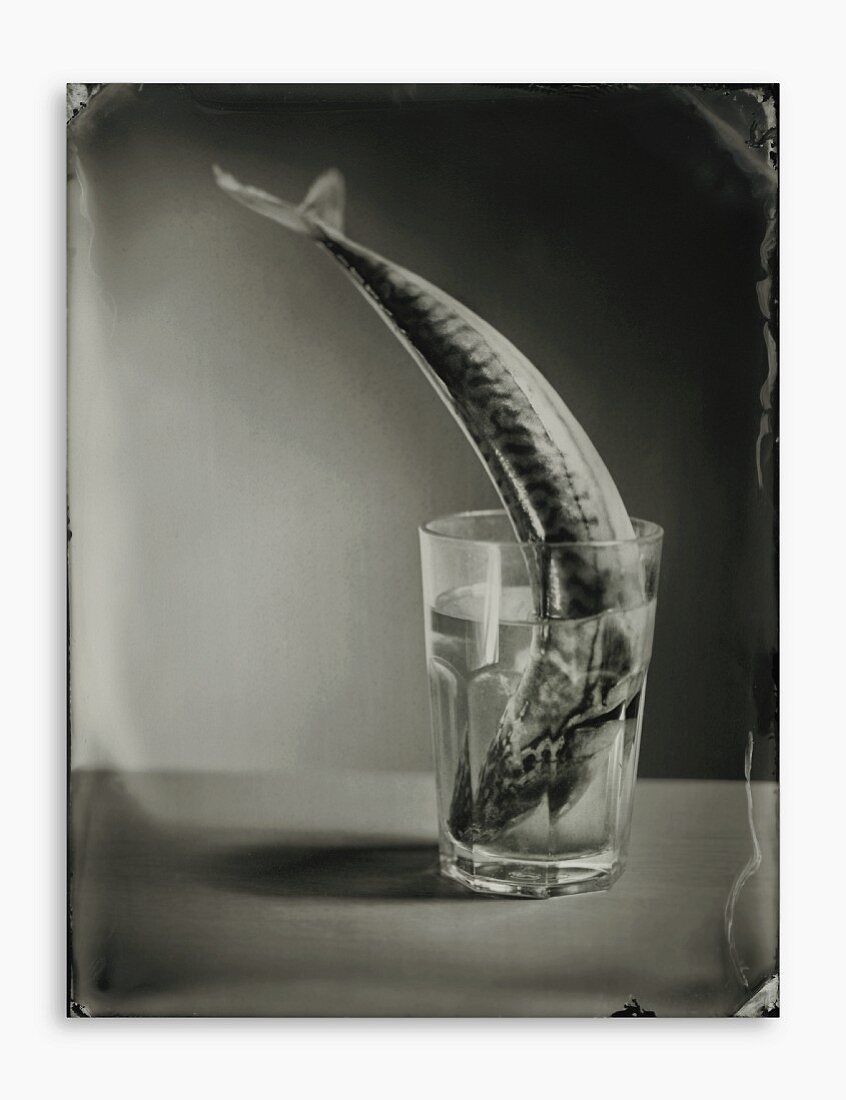 Mackerel in a water glass
