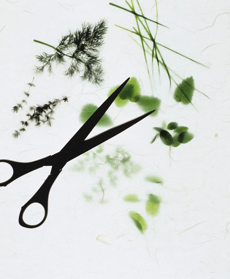 Assorted herb sprigs and scissors