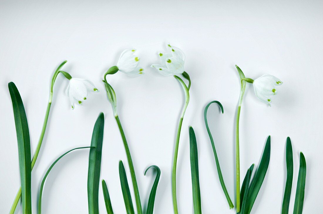 Snowdrops (Galanthus nivalis) against white background