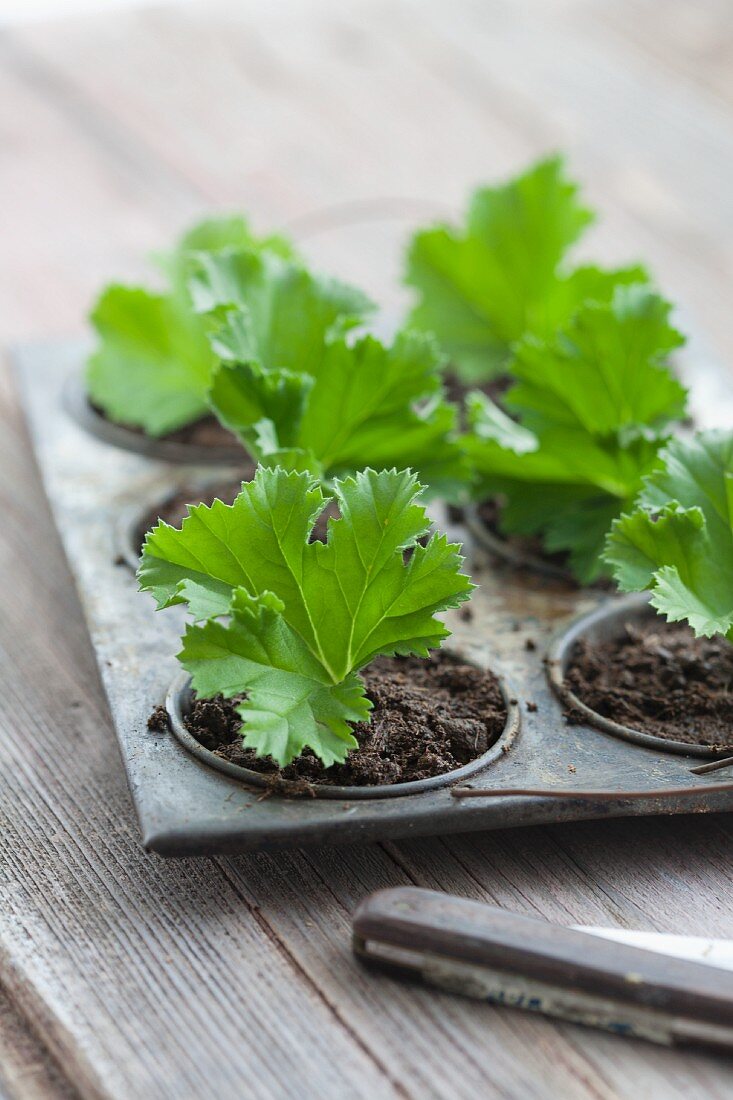 Einzelne Pelargonienblätter als Stecklinge in Anzuchtschale