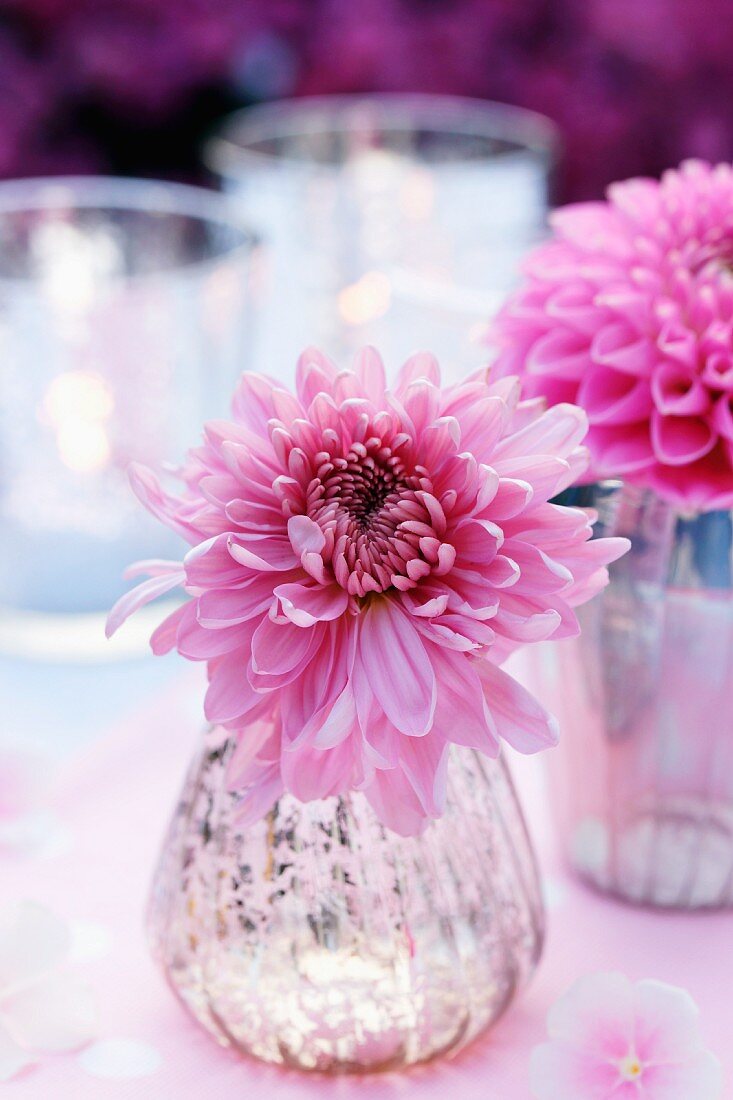Pink dahlias to decorate a garden table