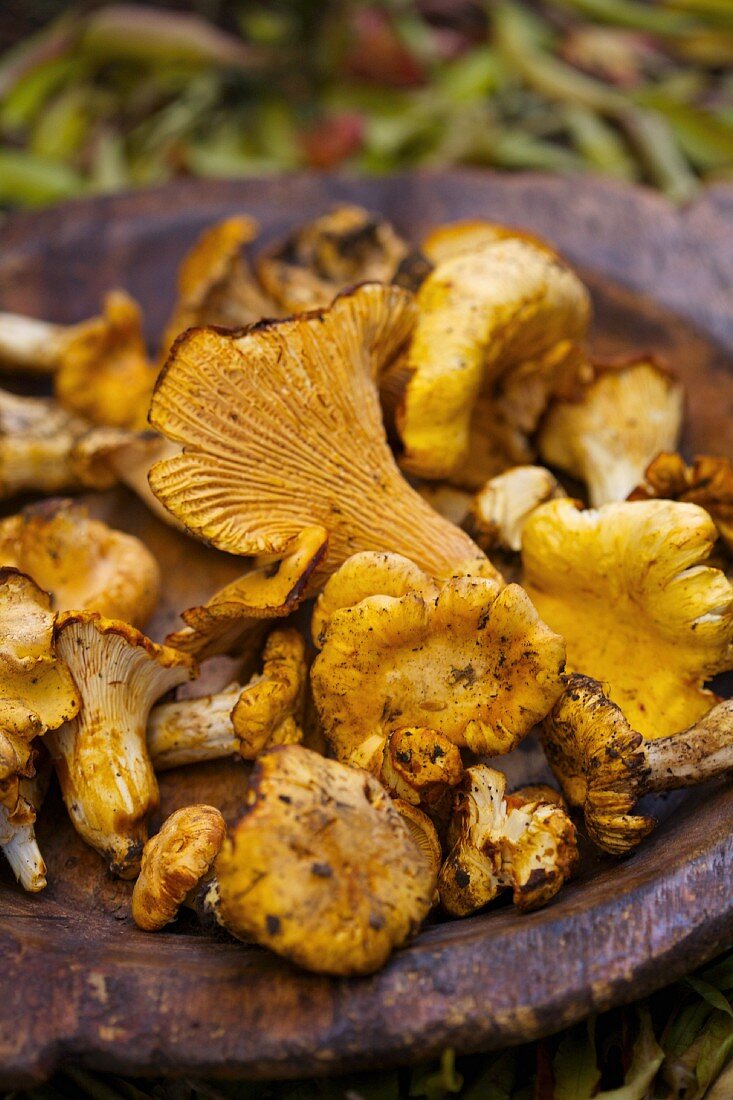 Fresh chanterelle mushrooms