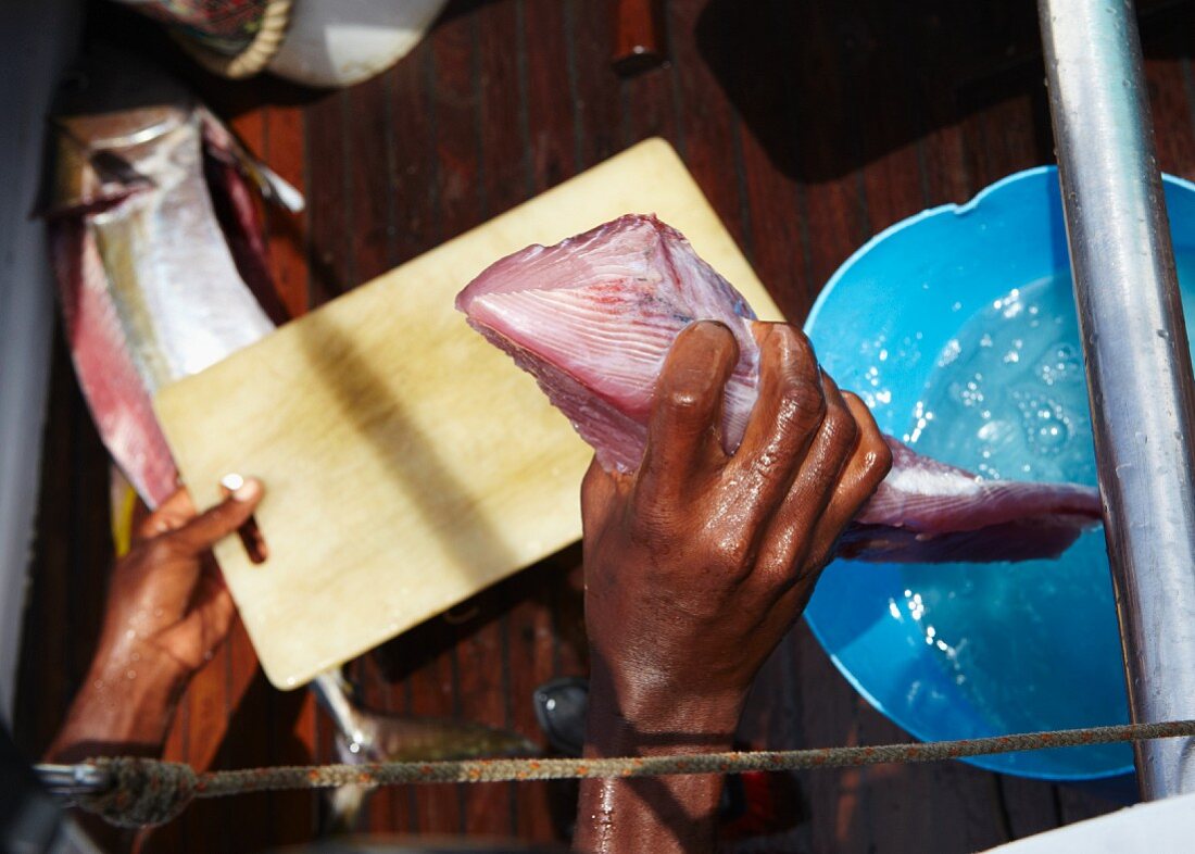 Frisch gefangener Gelbflossenthunfisch für Sushi