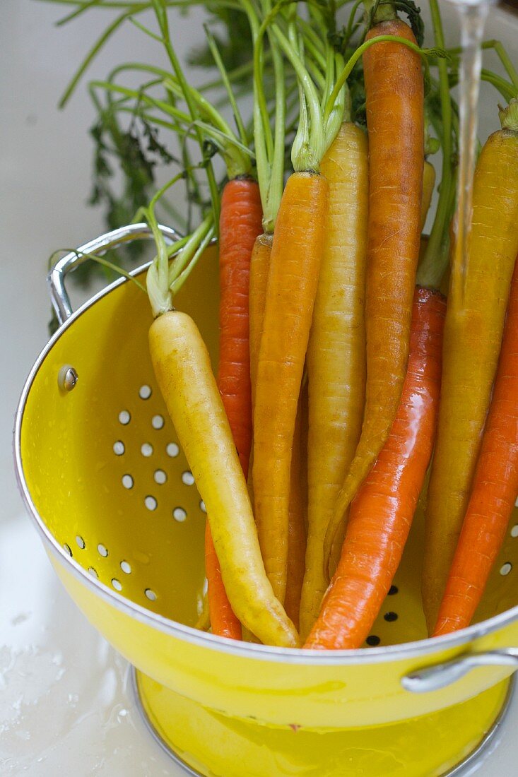Orange and Yellow Carrots in a Colander