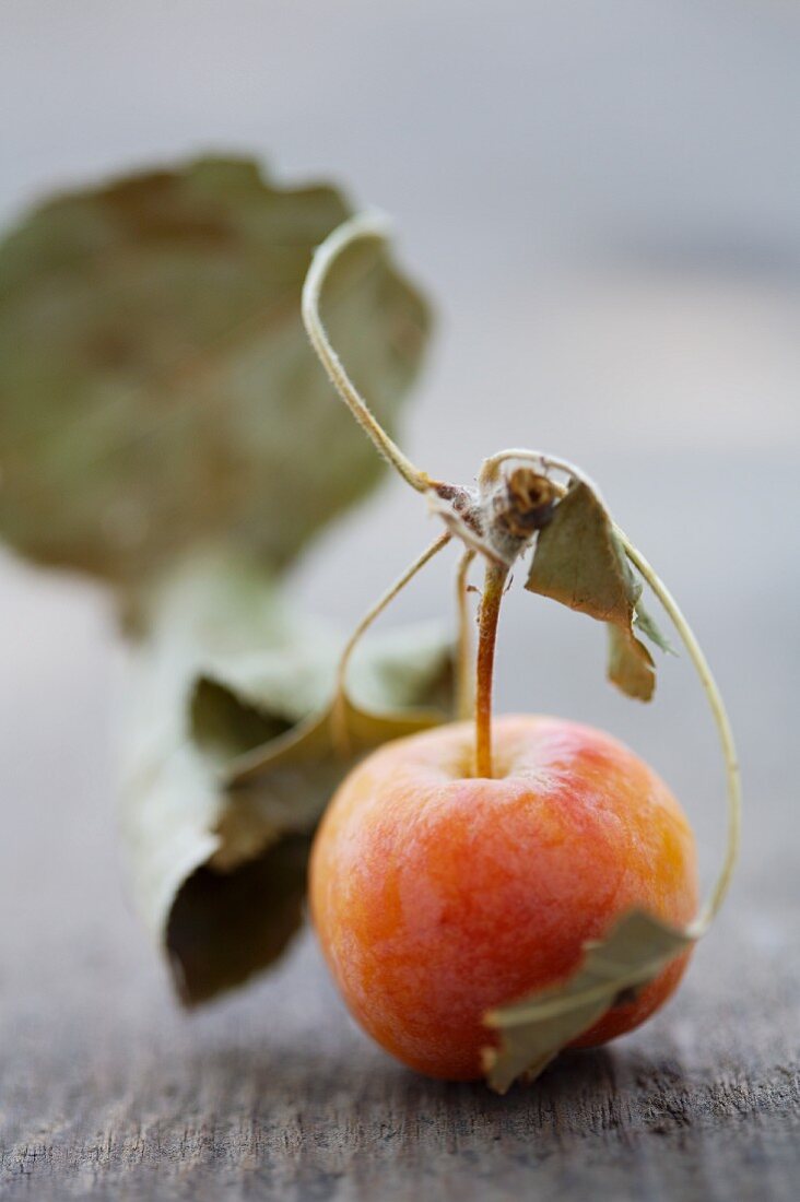 A Crabapple Still Life