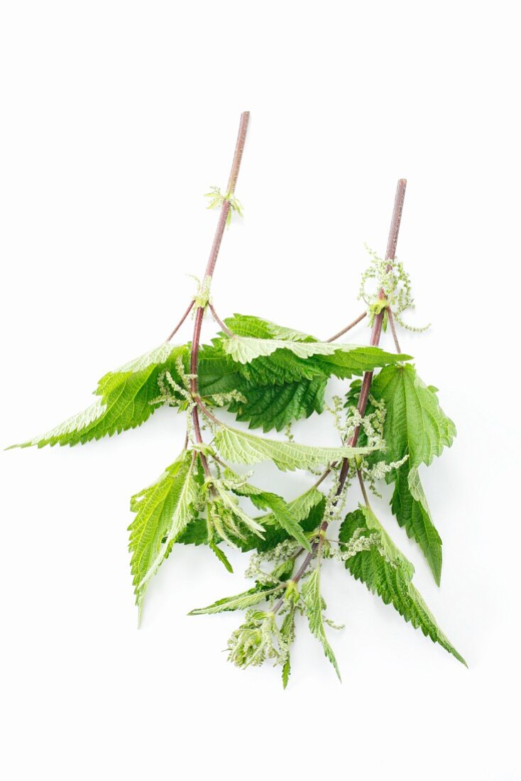 Common stinging nettle (Urtica dioica)
