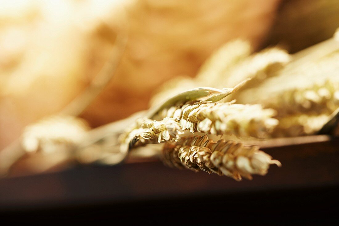 Ears of wheat (close up)