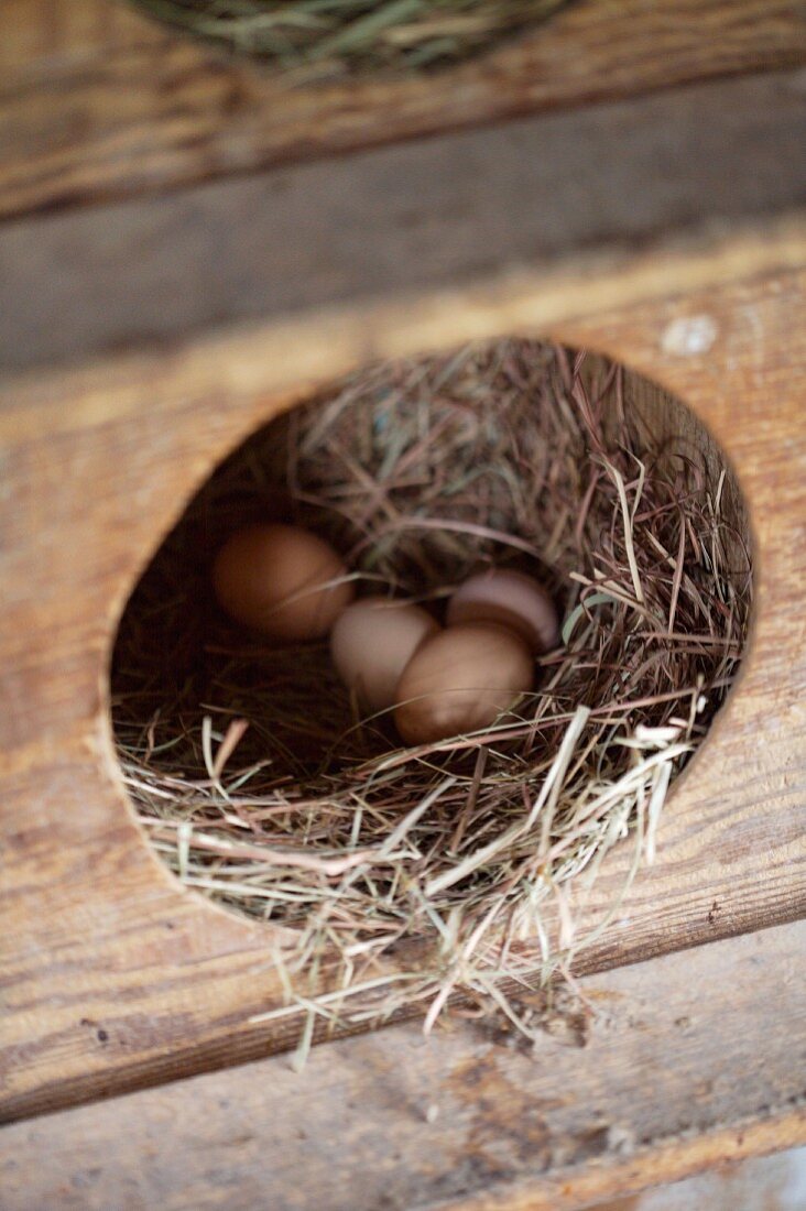 Fresh eggs in a nest