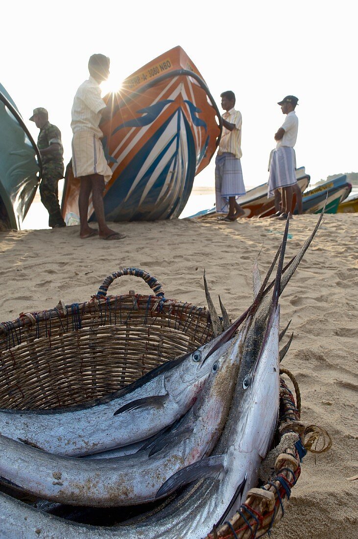 Schwertgfische in einem Korb und Fischer am Strand von Arugam Bay (Sri Lanka)