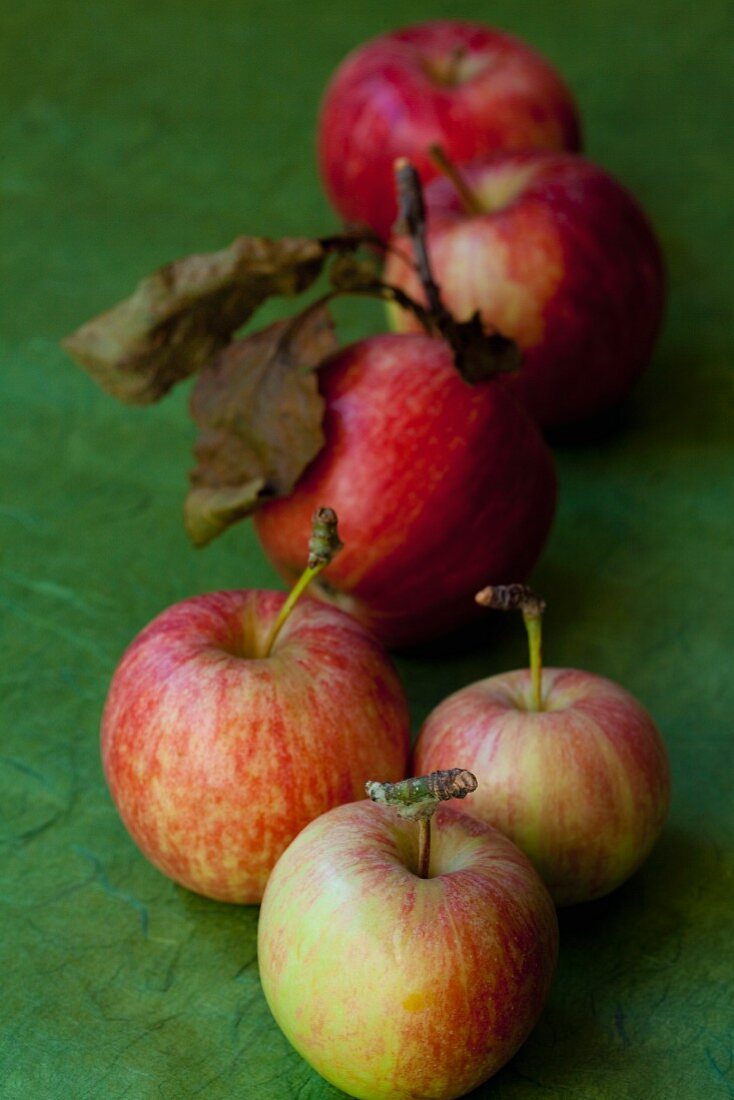 Mehrere Bio-Äpfel mit Blättern