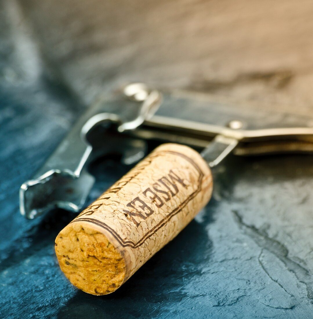 A wine cork on a corkscrew