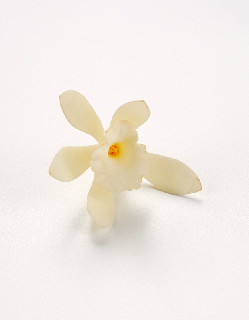 A vanilla flower against a white background