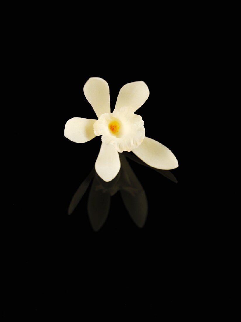 Eine Vanilleblüte vor schwarzem Hintergrund