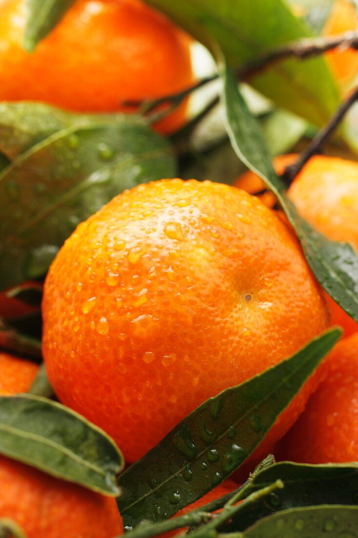 Mandarins with droplets of waters and leaves (close-up)