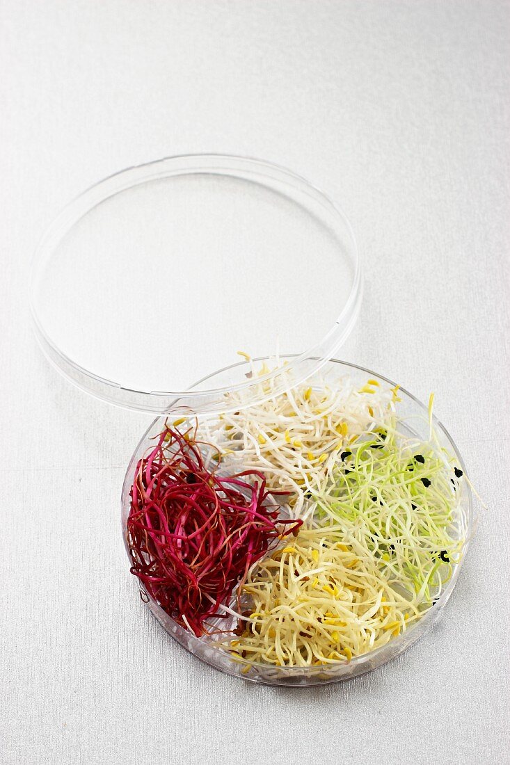Assorted edible shoots in a glass bowl