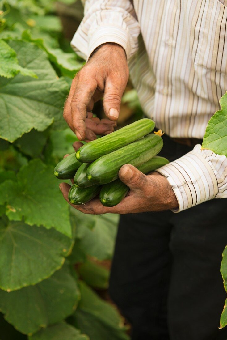 Hands holding freshly harvested cucumbers