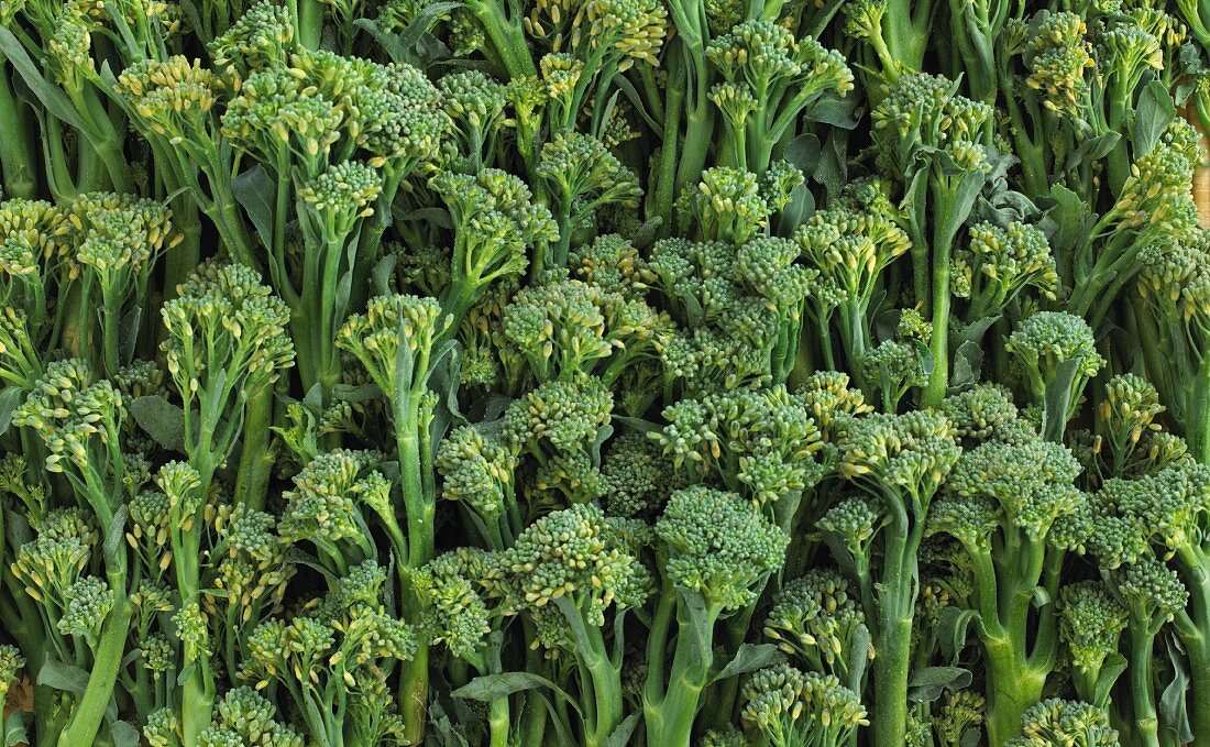 Lots of broccoli florets (filling the image)