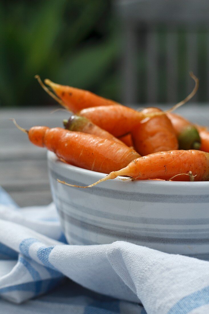 Baby carrots freshly picked from the garden