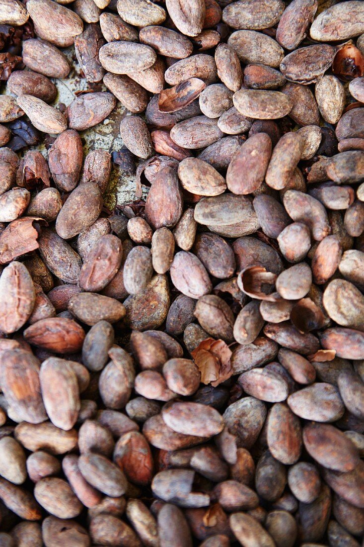 Cocoa beans (filling the image)