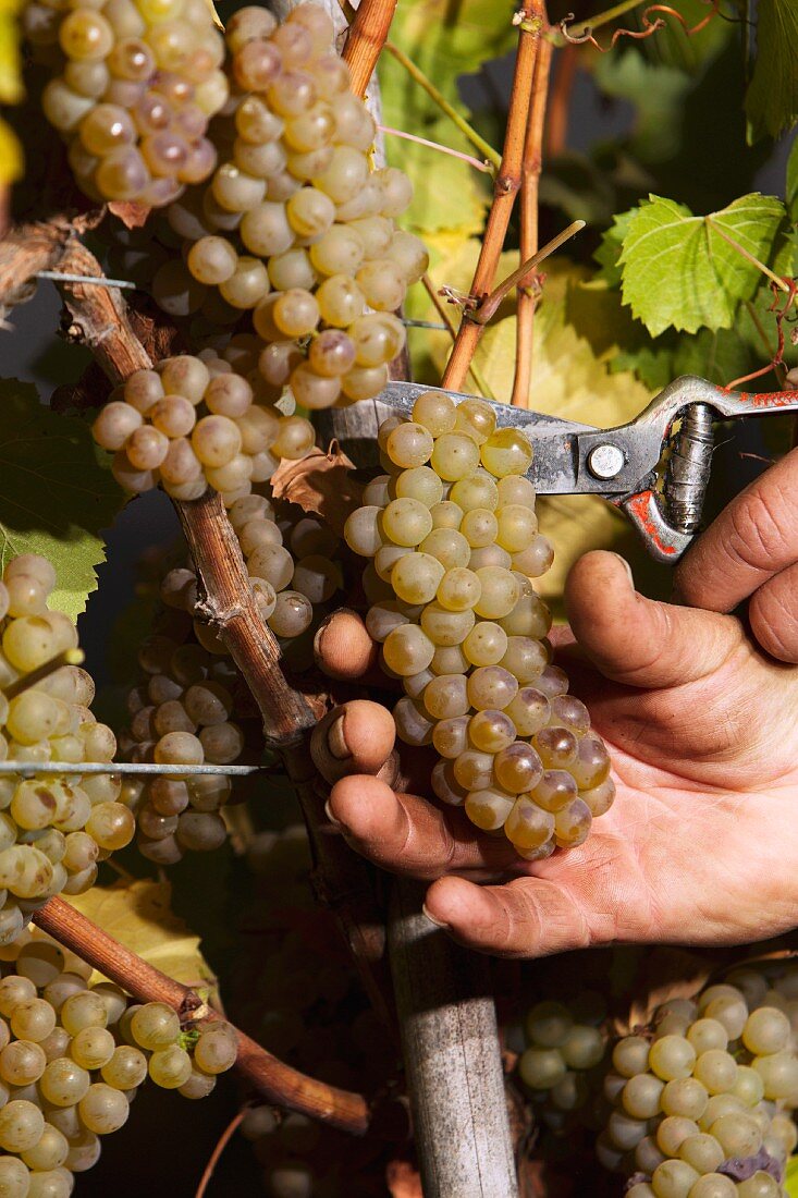 Weinlese von Chardonnay-Trauben im Weinberg Matetic (San Antonio Valley, Chile)