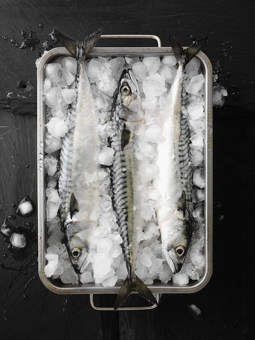 Fresh mackerel in a container of ice cubes