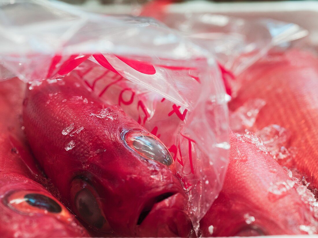 Red Snapper auf dem Fischmarkt, Tokio