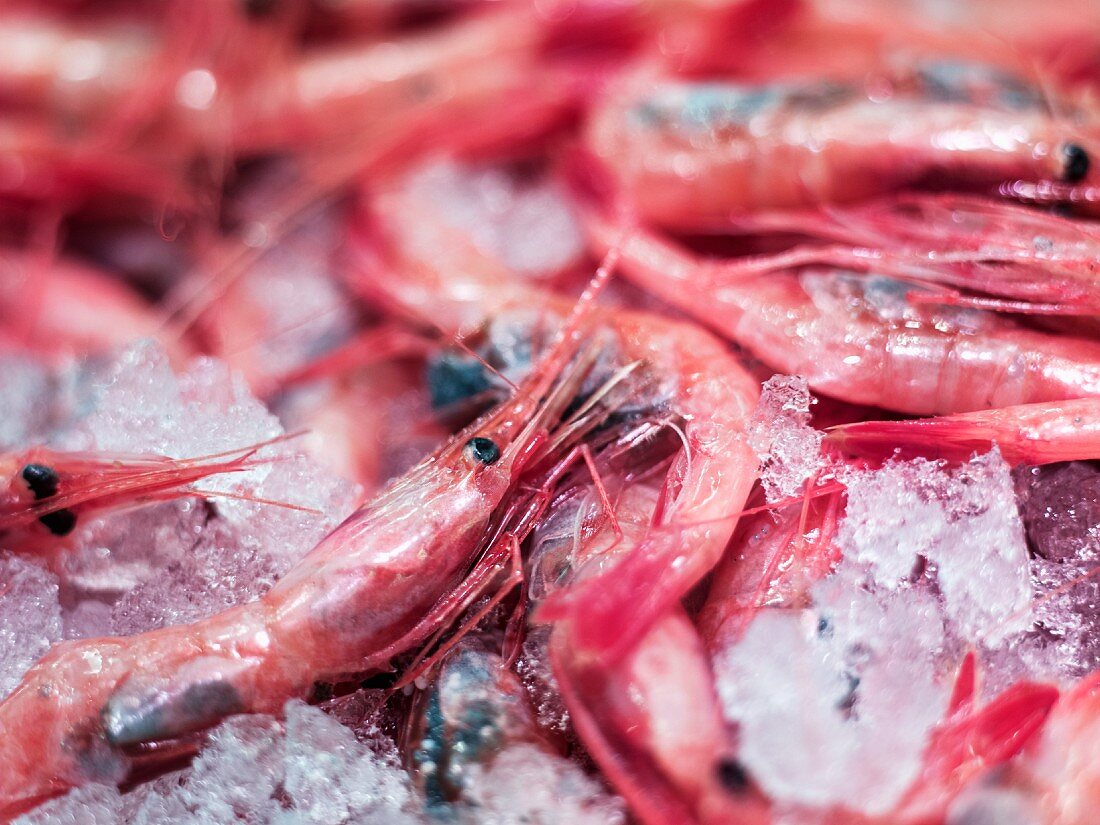 Shrimp on ice