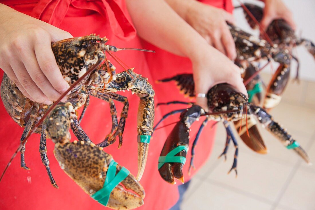Women holding freshly caught lobsters