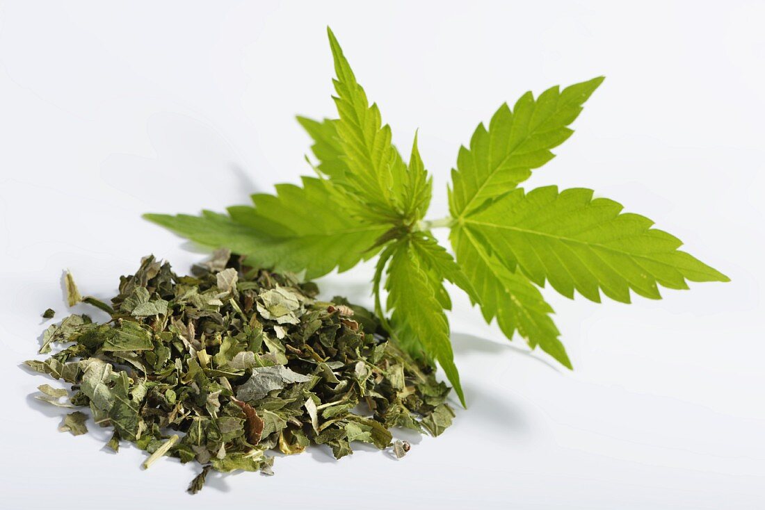 Hemp (Cannabis sativum), fresh leaves and dried