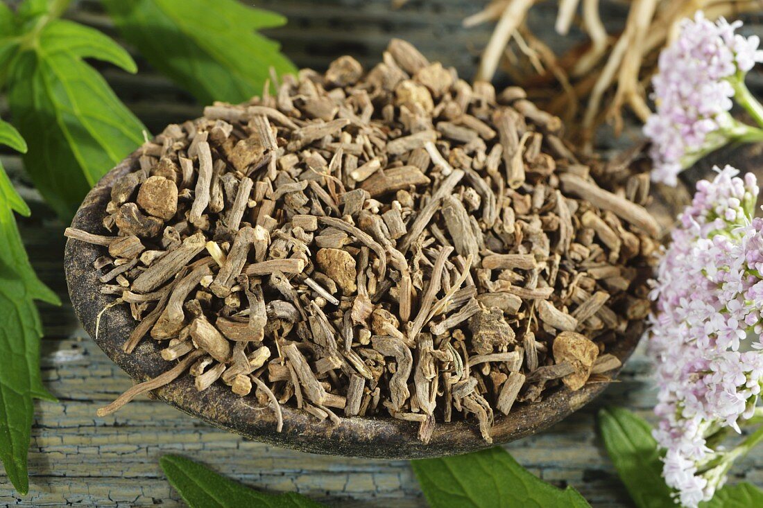 Dried chopped valerian root in a wooden spoon