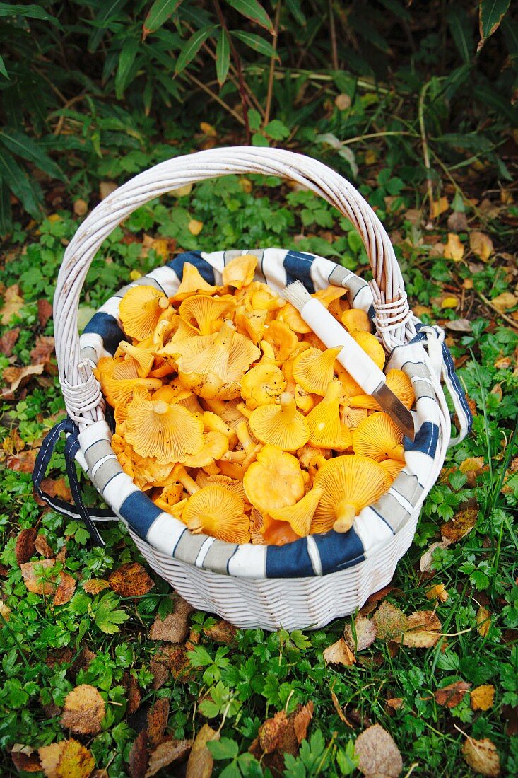Fresh chanterelle mushrooms in a basket on a forest floor