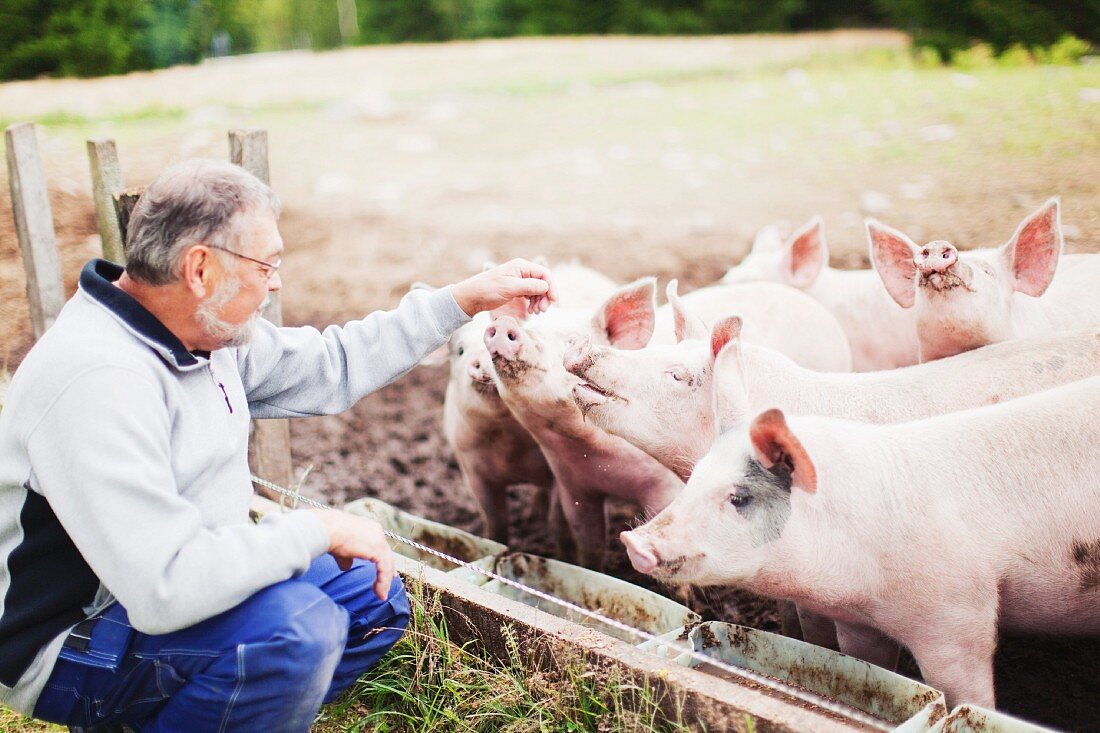Farmer with free-range pigs at feeding trough
