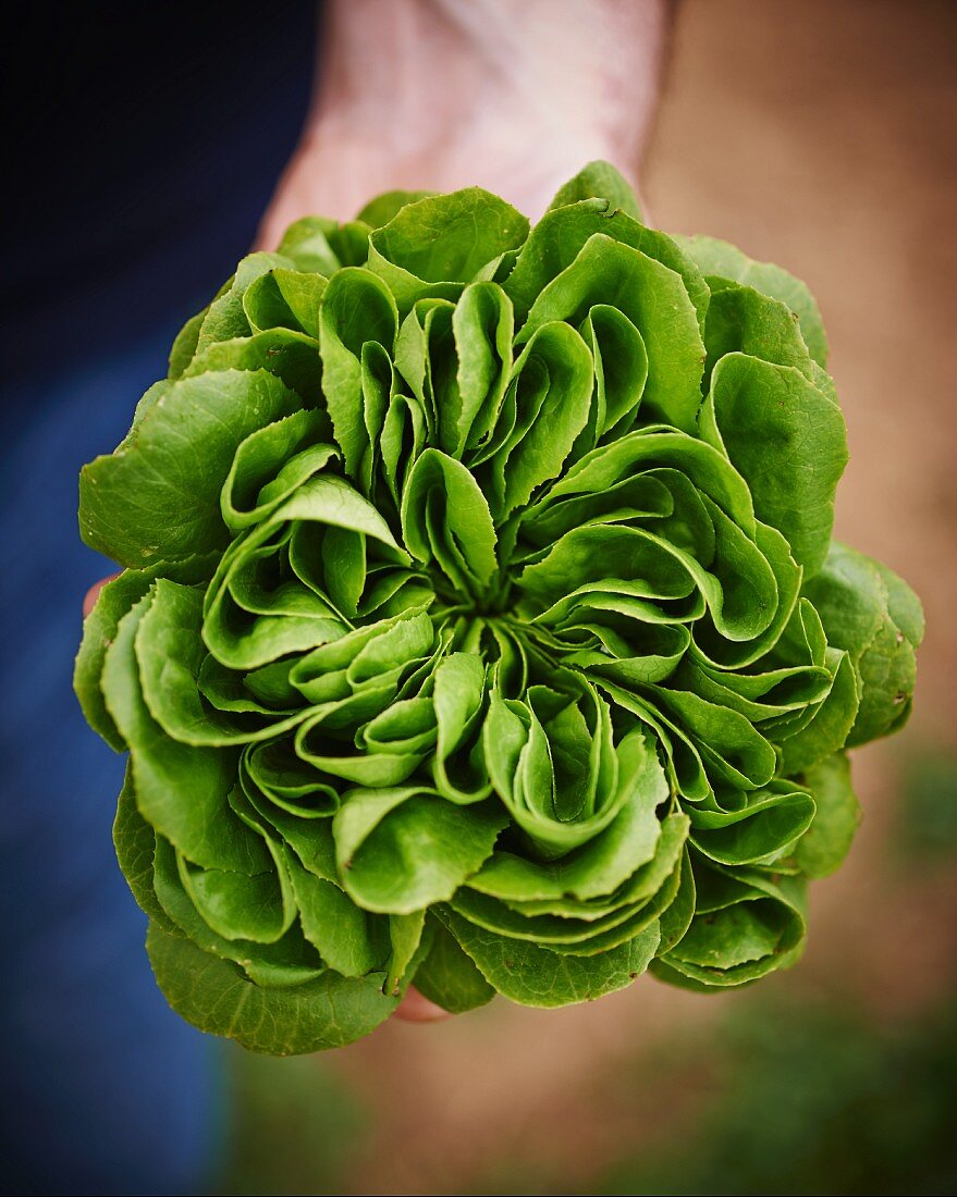 A hand holding fresh lettuce