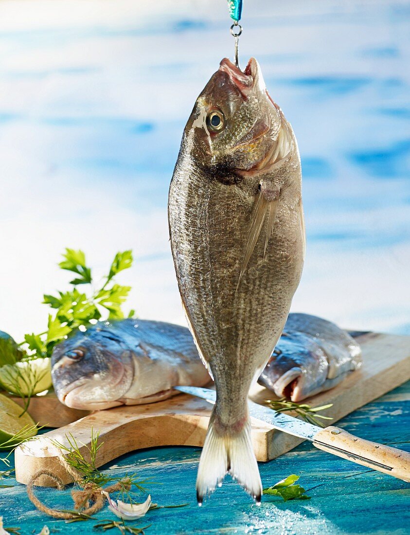 A gilt-head bream on a fishing hook and two on a wooden board with limes and herbs