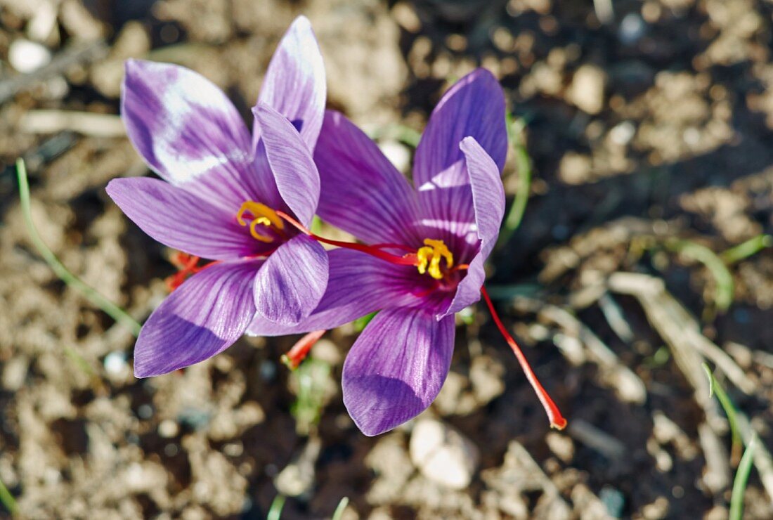 Saffron flowers growing in the soil