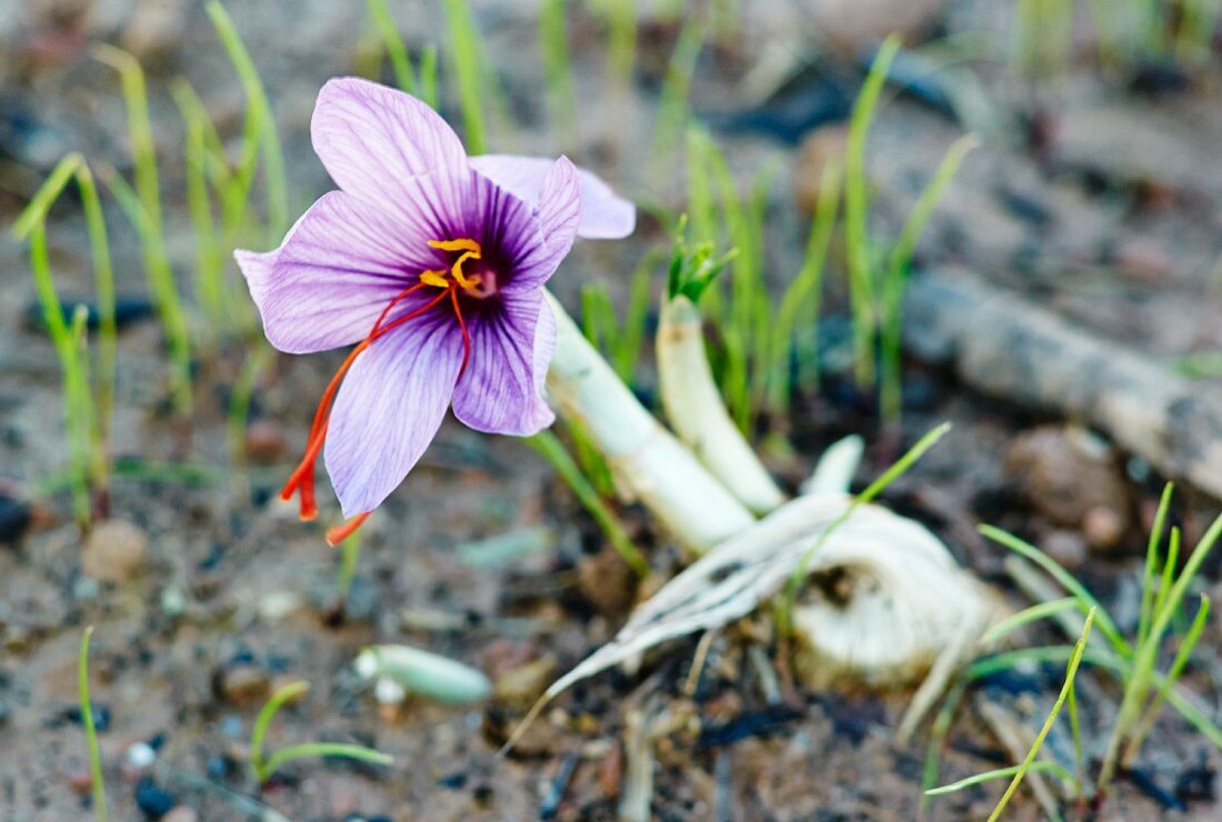 A saffron crocus growing in the earth