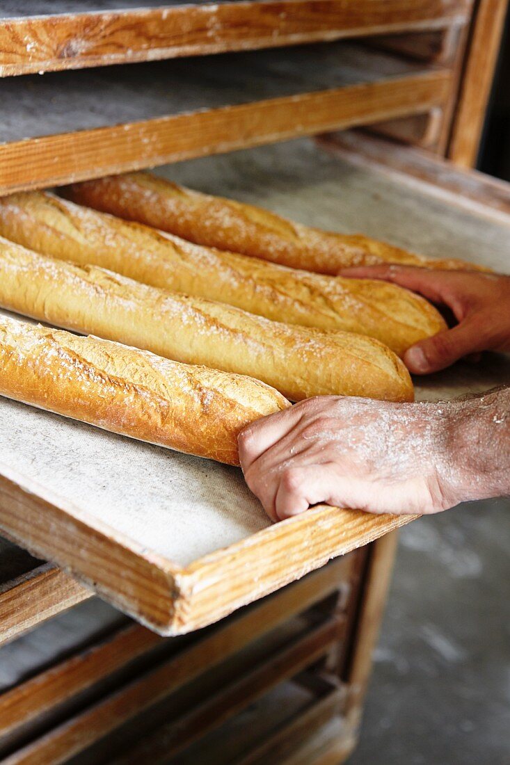 Freshly baked baguettes in the bakery