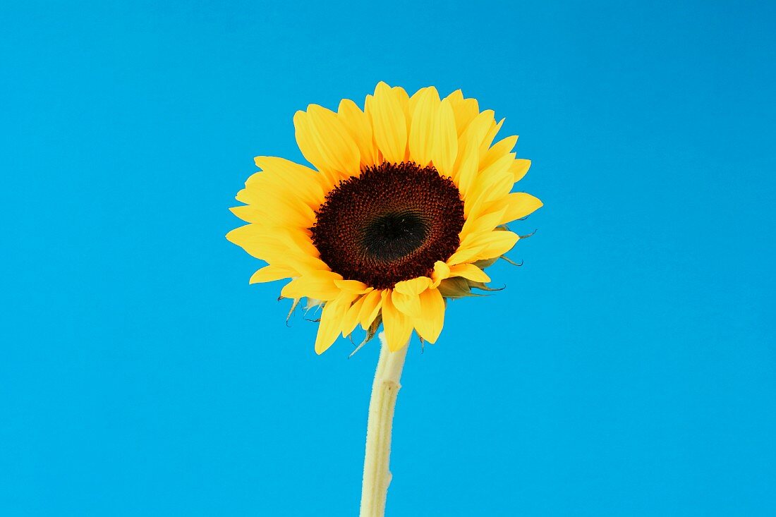 Sonnenblume auf blauem Hintergrund