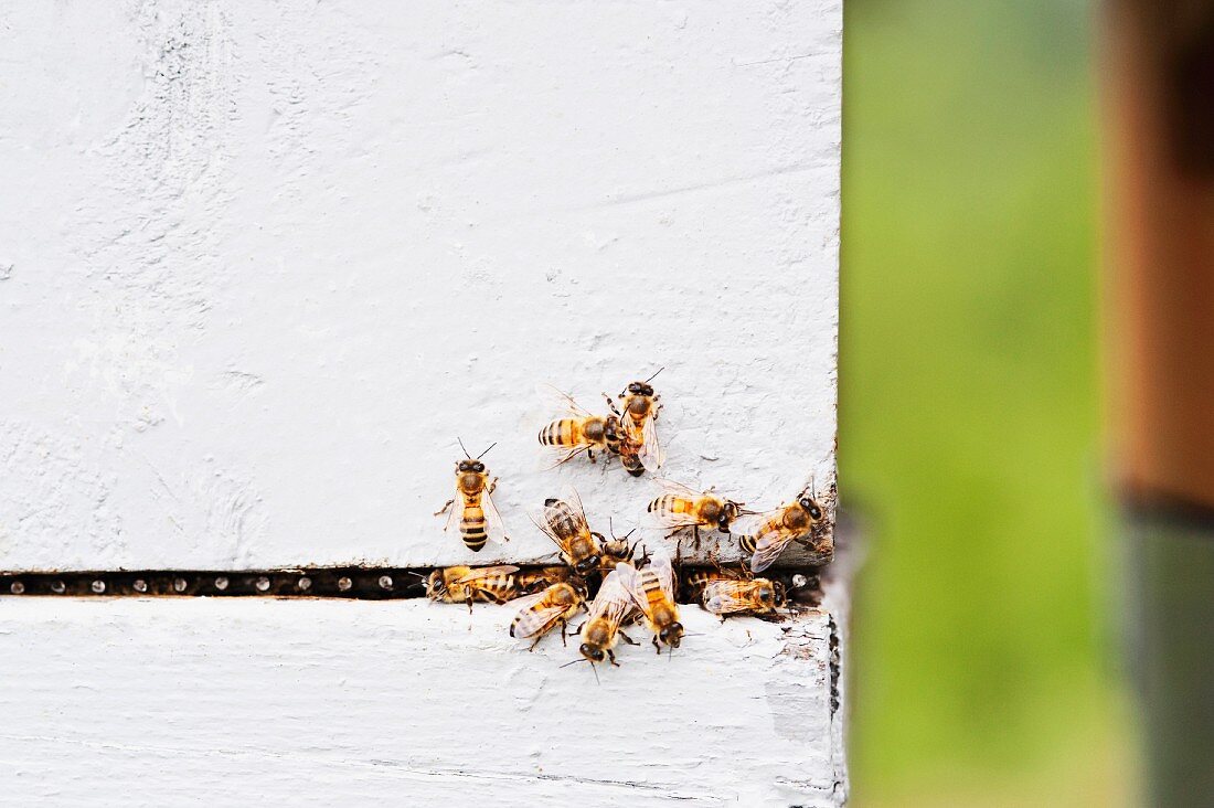 Mehrere Bienen auf einer Wand