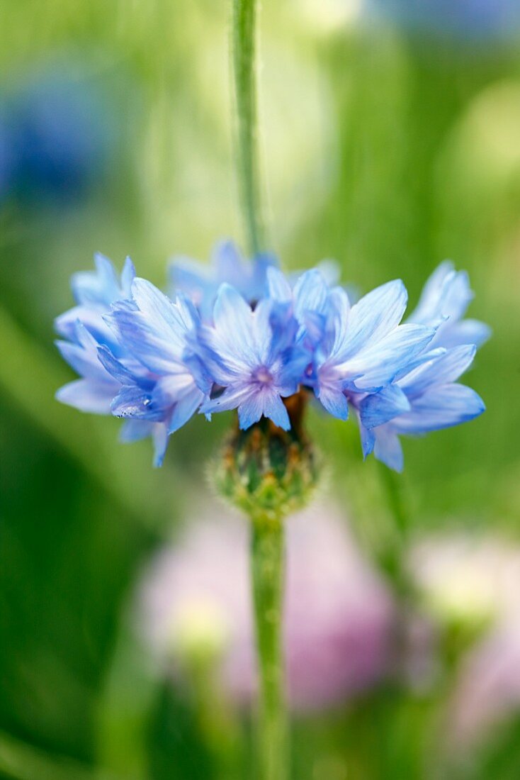 Cornflowers, close-up